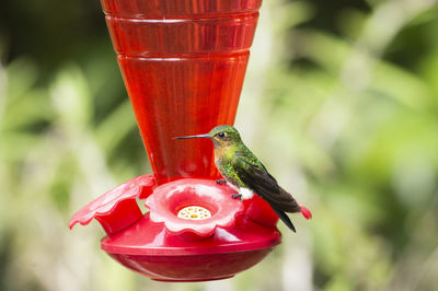 Close-up of red bird perching on feeder