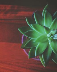 High angle view of succulent plant on table