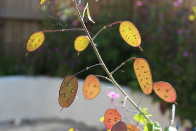 Close-up of translucent seed pods on annual honesty
