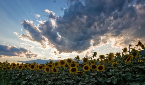 Panoramic view of yellow flowers on field against sky