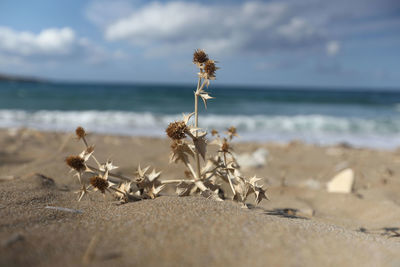 Close-up of wilted plant on beach against sky