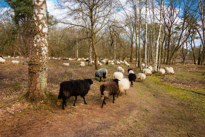 Herd of drentse heather sheep in the forest of the national forest and esdorp landscape of dwingeloo