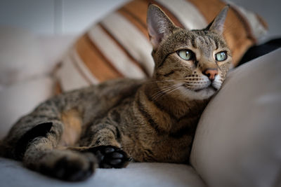 Close-up portrait of cat on sofa