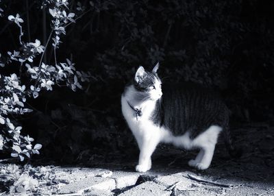 Cat sitting on field