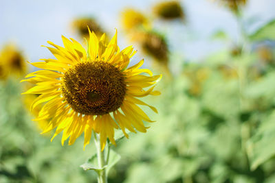 Close-up of sunflower