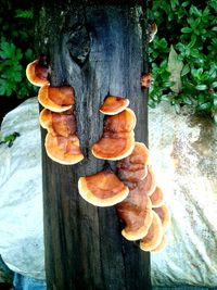 Close-up of mushrooms growing on tree trunk