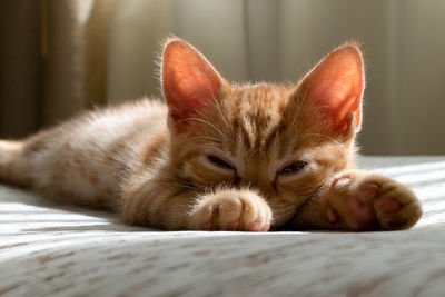 A small beautiful red tabby kitten falls asleep on the couch and squints at the camera. 