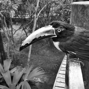 Close-up of bird perching outdoors