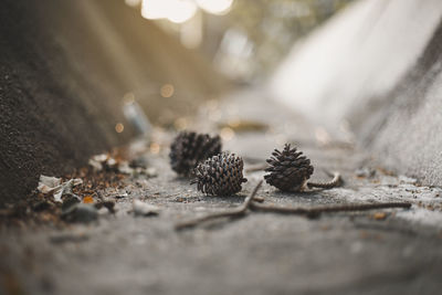 Close-up of pine cones outdoors