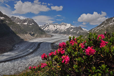 Close-up of flowering plants against snow covered mountains
