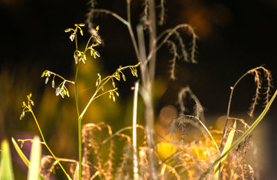 Close-up of illuminated plants at night