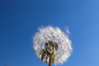 Close-up of dandelion against blue sky