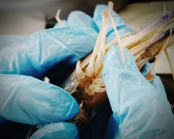 Close-up of hand holding seafood