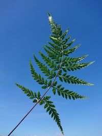 Low angle view of plant against clear blue sky