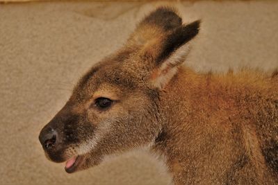 Head of a red necked wallaby at tiergarten schönbrunn