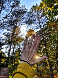 Low angle view of hand on tree against sky