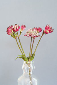 Close-up of flower vase against white background