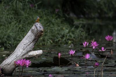 Bird on pink flower against blurred background