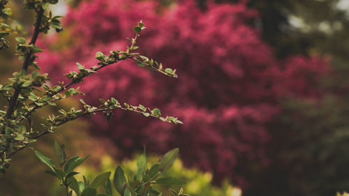 Close-up of pink flowering plant