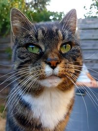 Close-up portrait of a cat