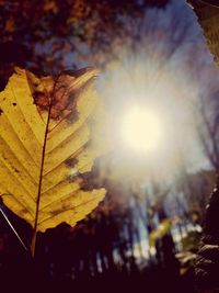 Close-up of maple leaves against bright sun