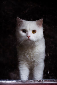 Portrait of white cat