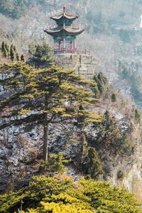 Trees in a temple