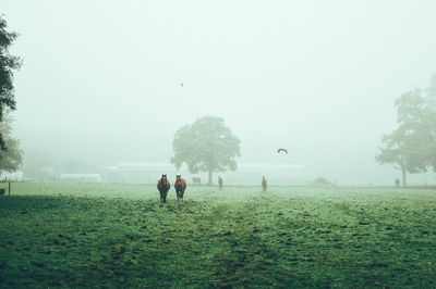 Horses on grassy field during foggy weather