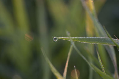 Close-up of raindrops on leaf