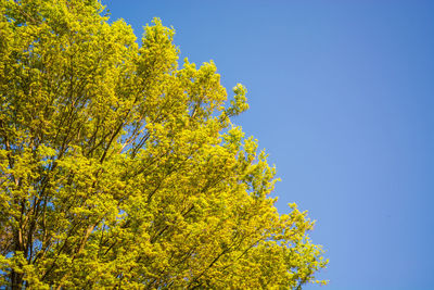 Low angle view of yellow tree against sky