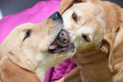 Close-up of a dog