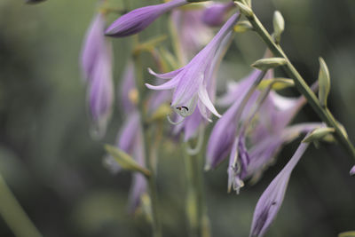 Close-up of purple flowering plant