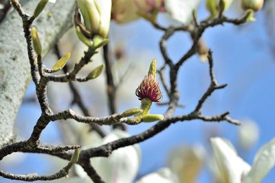 Low angle view of a fruit on tree