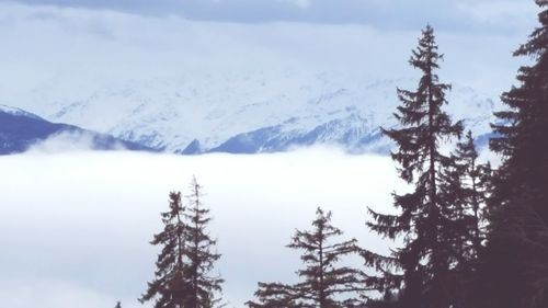 Low angle view of trees on mountains against sky