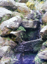 Full frame shot of lizard