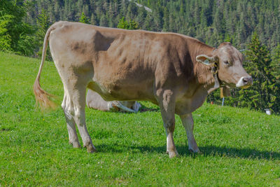 A cow basking in the sun on the alpine meadow in the alps, germany, europe.