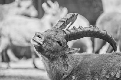 Close-up of deer