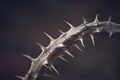 Close-up of thorns