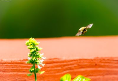 Close-up of insect on plant