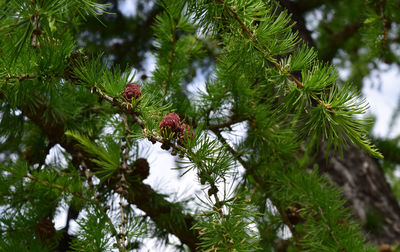 Low angle view of pine cones on tree