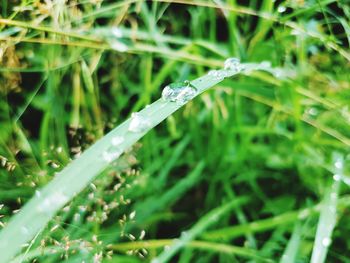 Close-up of water drops on grass