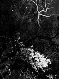 Low angle view of flowering tree in forest