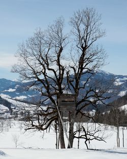 Bare trees on snowcapped field against sky during winter