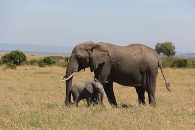 Elephant with calf standing on grassy field