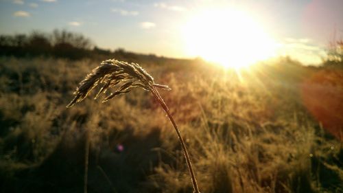 Close-up of wheat growing on field during sunset