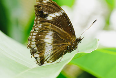 Close-up of butterfly on leaf