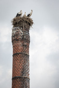 Low angle view of storks in nest on chimney against sky