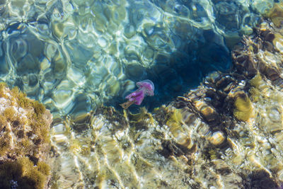 Fish swimming in sea