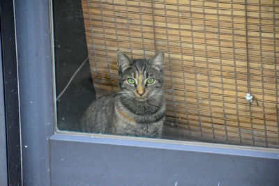 Portrait of cat sitting on brick wall