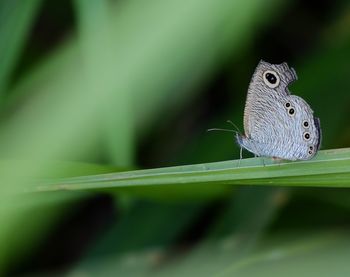 Close-up of butterfly on leaf